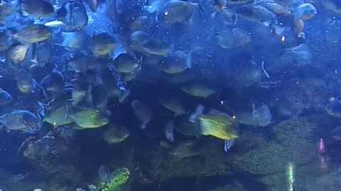 Who Is Afraid Of Piranhas?