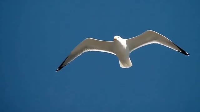 Come and see the snow-white seagulls flying in the sky