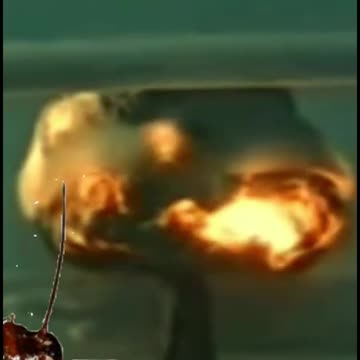 These creatures can survive everywhere