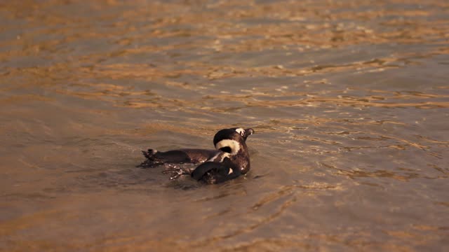 Penguins Swimming on the Sea