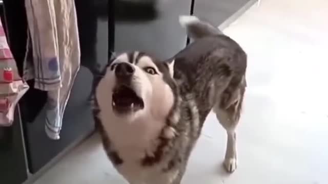 don't annoy the husky, otherwise he will make you laugh loudly