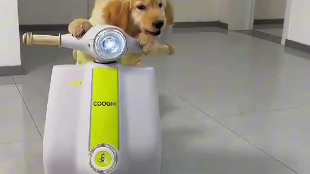 Cute puppy playing with toycar