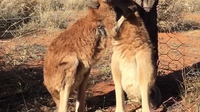 Baby Kangaroo Grooming