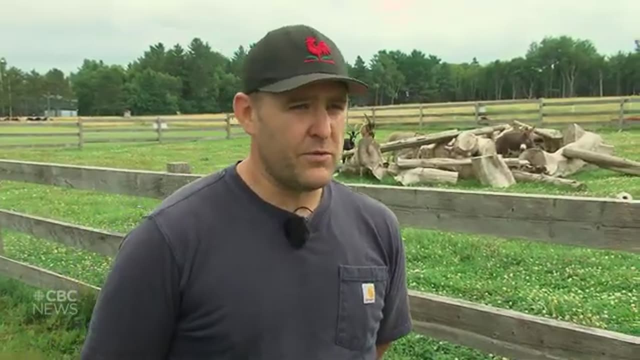 These therapy goats love humans