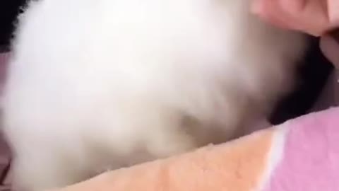 Funny Dog And Lovely Baby dog