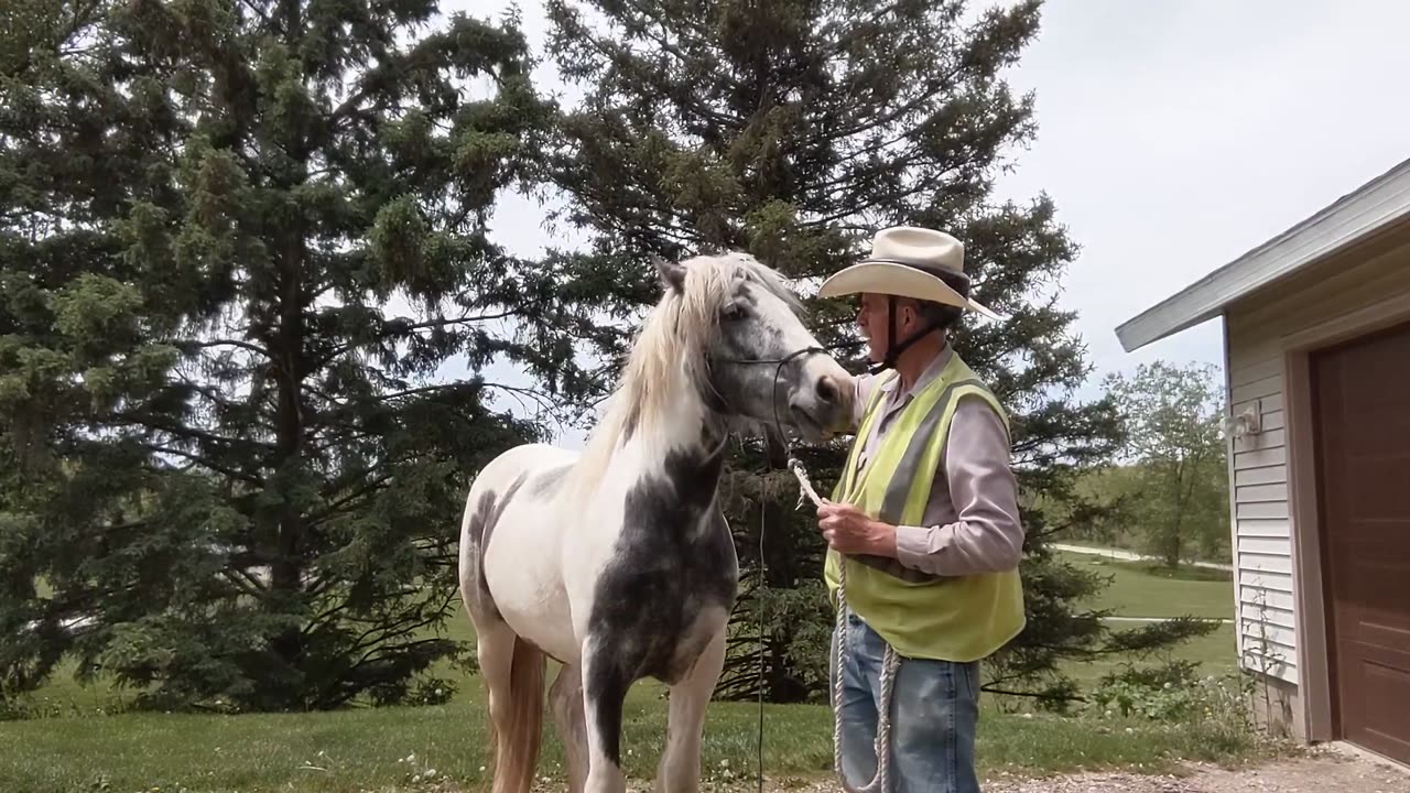 Electric Clipper Training - Cinnamon the 3yr old Gypsy-Shire - 16 May 2023