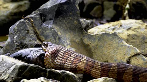 Snake eating whole seal