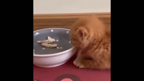 Funniest Animals - Best Of The 2021 Funny Animal Videos #87