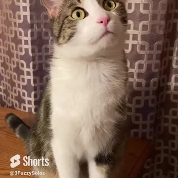 Say What? Jibberish to confuse even a cat.