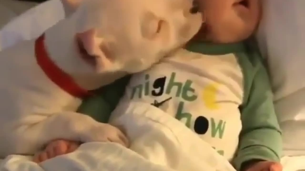 beautiful dog licks baby