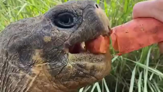 Giant Tortoise loves carrots