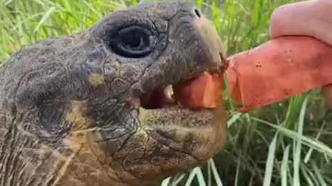 Giant Tortoise loves carrots