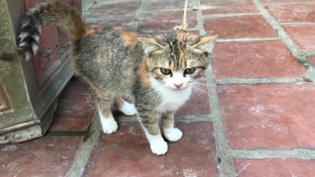 Cauts cats videos best Funny cats videos Letst videos 2022