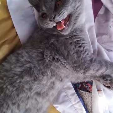 Cat on drugs 💊🐾🐈😹