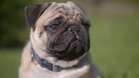 Cute Dogs | Cute Puppies