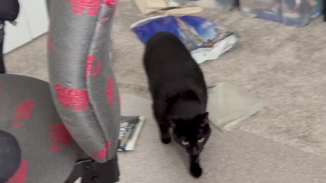 Cute Precious Piper Considers What to Do in the Office - Adopting a Cat from a Shelter Vlog