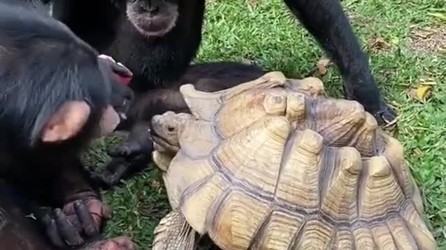 Chimpanzee With Turtle 🐢 || Cute and funny animals videos || New pets video2022