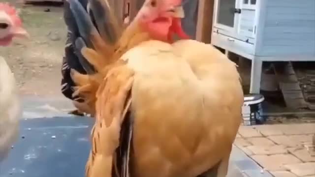 This chicken has never missed chest day
