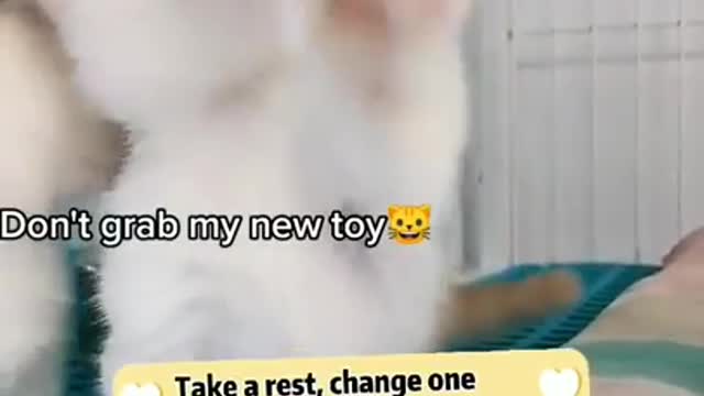 Baby Cats Cute Cats ♥ Best Funny Cat Videos 2021