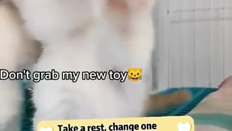 Baby Cats Cute Cats ♥ Best Funny Cat Videos 2021