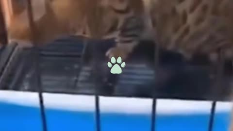 cats and dogs messing about ! Best 2021