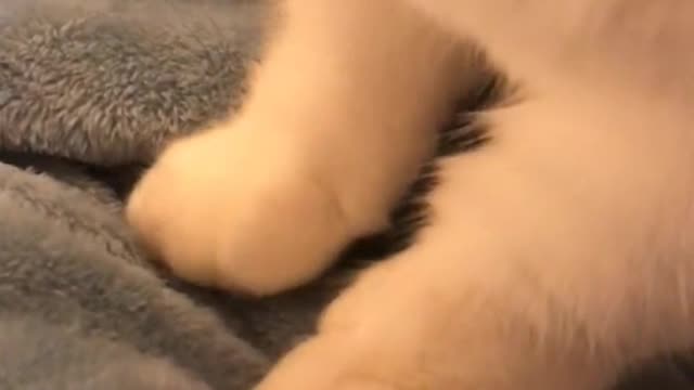 Kitten 'Mimi' has big ears there all day