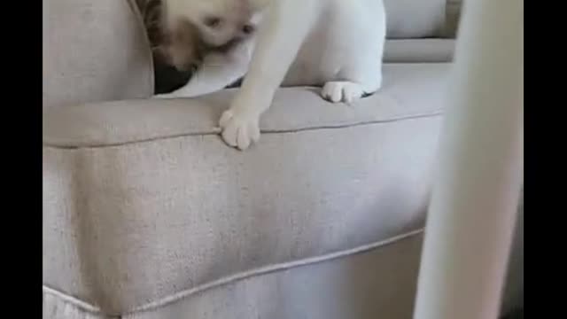Cat on play mood
