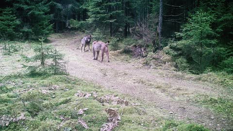 Eurasian lynx and wolf encounter