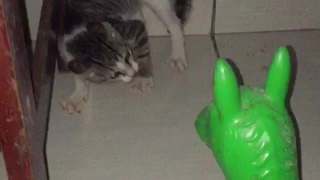 cat scared of the toy donkey