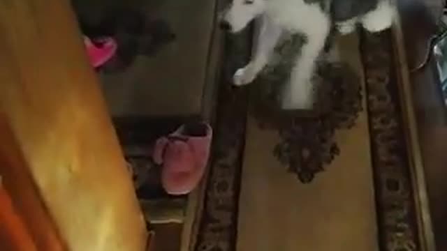 this little husky is actually talking with his toy chicken