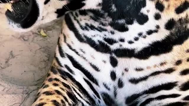 A closer look at Tank’s spots