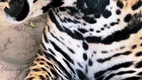 A closer look at Tank’s spots