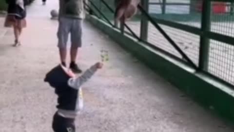 the boy fearlessly feeds a huge giraffe from the hands