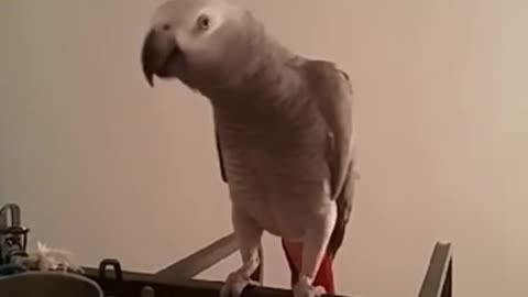 DANCING PARROT |FUNNY