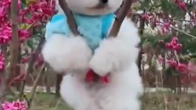 Cute and Funny Cat and Dog Video Compilation #shorts #227