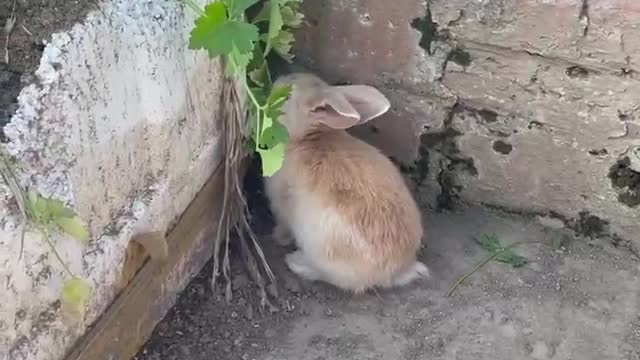 A rabbit was found in the backyard