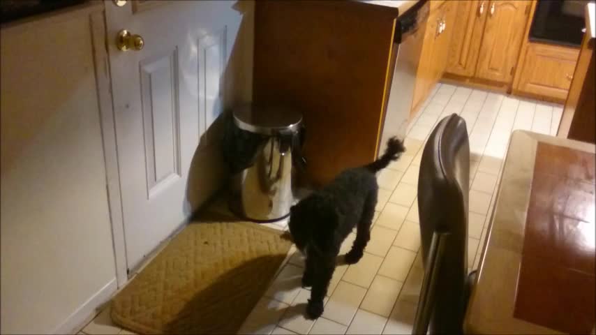 Dog Punches Garbage Can To Get Owner's Attention