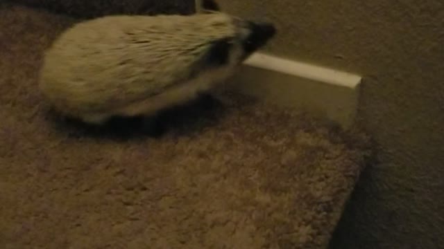 cute hedgehog tries to climb stairs but quickly gives up