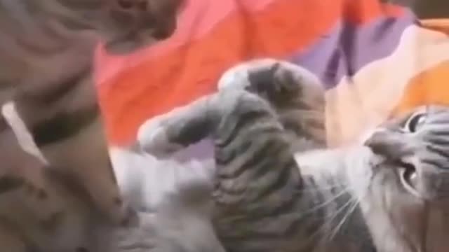 try not to laugh Short