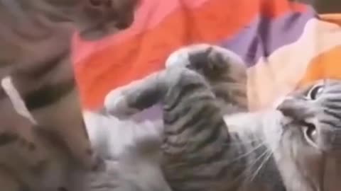 try not to laugh Short