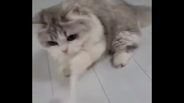 Baby cat's tug play