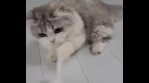 Baby cat's tug play