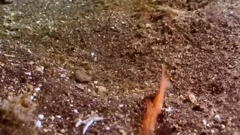 The shrimp feed on
