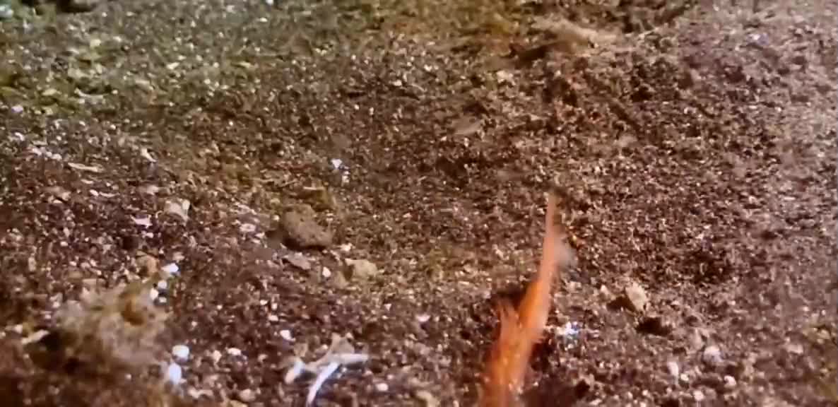 The shrimp feed on
