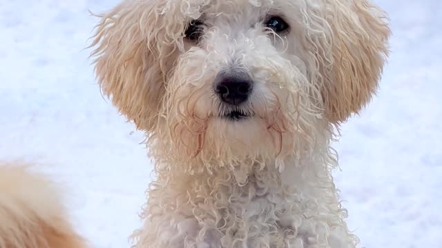 Cute dog playing in ice🥰