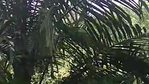 Clearing the ground with palm heads