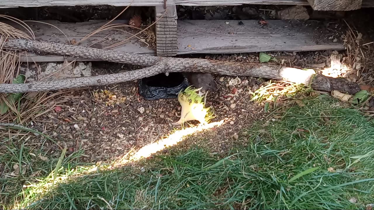 I Gave The Wild Gerbils A Sunflower 🌻 Head