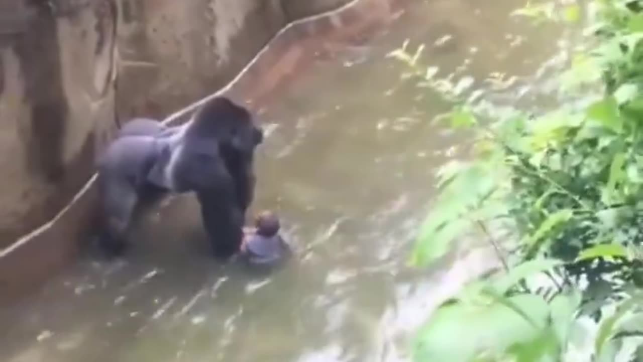 Child Falls Into Gorilla Enclosure