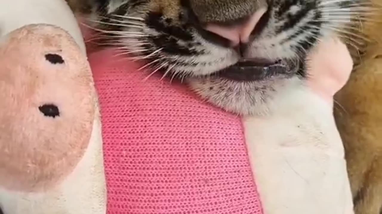 Tiger has a beautiful baby