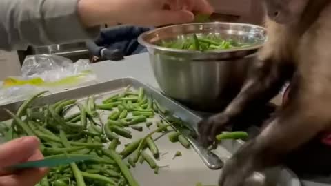 Bean Snapping